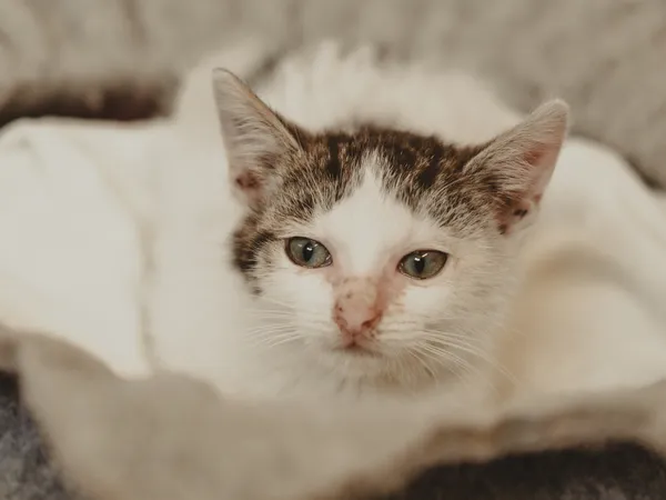 Znaleziono kota, Sosnowiec, 27 czerwca 2025 (3/5)