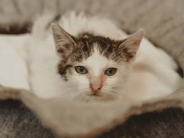 Znaleziono kota, Sosnowiec, 27 czerwca 2025 (4/5)