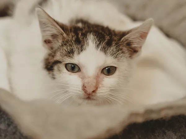 Znaleziono kota, Sosnowiec, 27 czerwca 2025 (5/5)