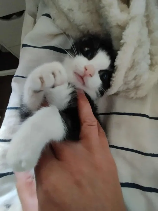 Znaleziono kota, Sosnowiec, 27 czerwca 2025 (3/5)