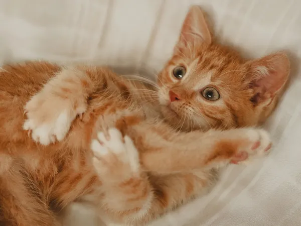 Znaleziono kota, Sosnowiec, 28 czerwca 2025 (2/5)