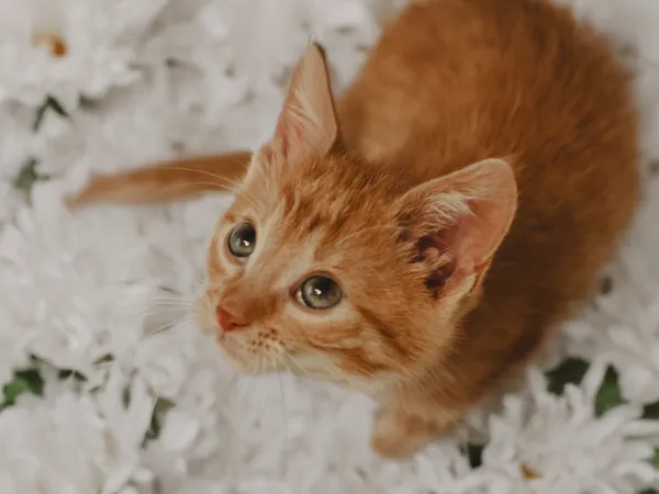 Znaleziono kota, Sosnowiec, 28 czerwca 2025 (3/5)