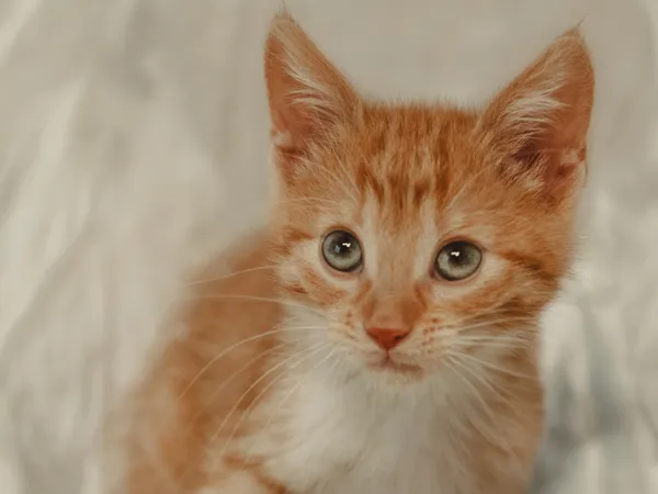 Znaleziono kota, Sosnowiec, 28 czerwca 2025 (4/5)