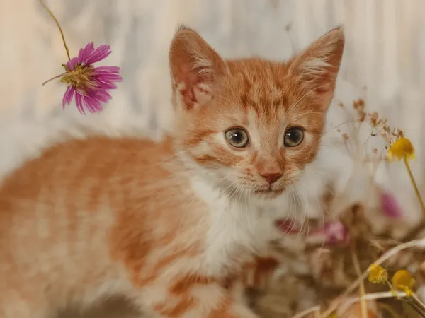 Znaleziono kota, Sosnowiec, 28 czerwca 2025 (5/5)