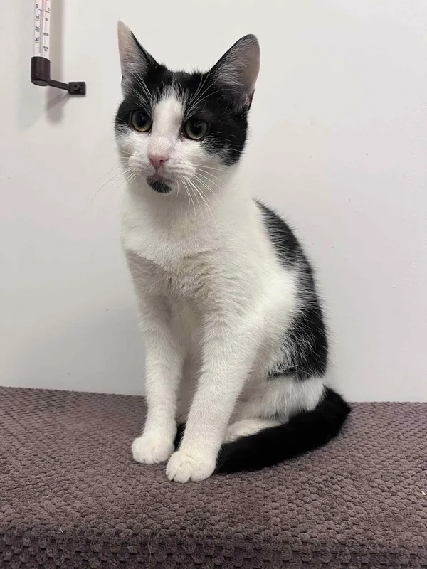 Kot do adopcji, Włocławek, 29 czerwca 2025 (1/3)