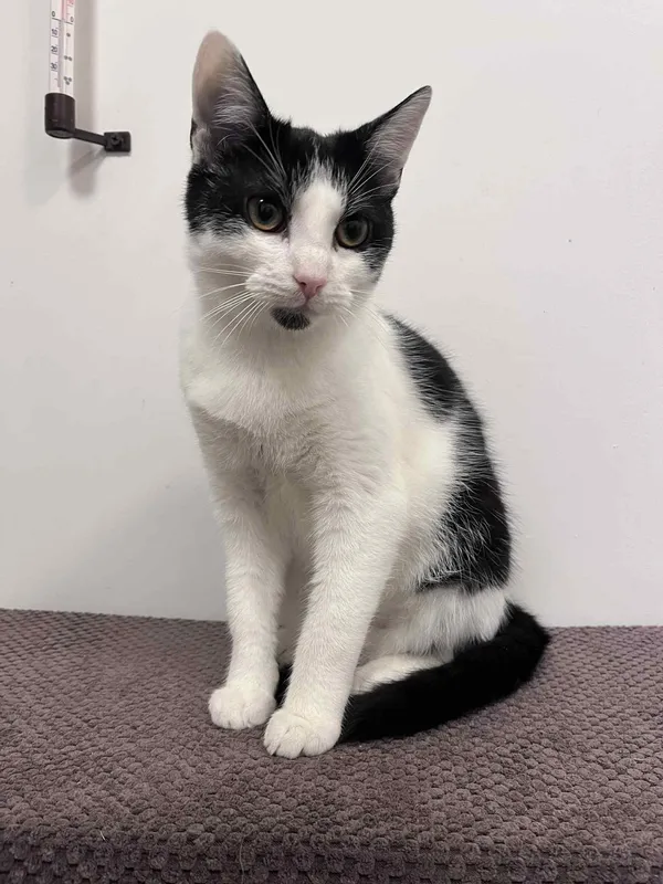 Kot do adopcji, Włocławek, 29 czerwca 2025 (2/3)