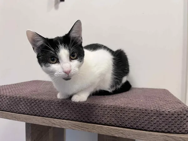 Kot do adopcji, Włocławek, 29 czerwca 2025 (3/3)