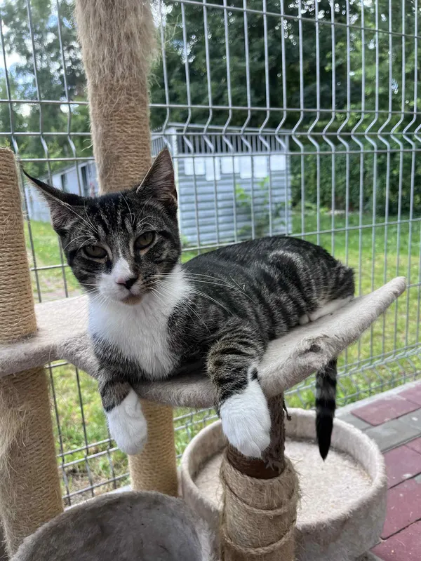 Kot do adopcji, Włocławek, 29 czerwca 2025 (2/5)