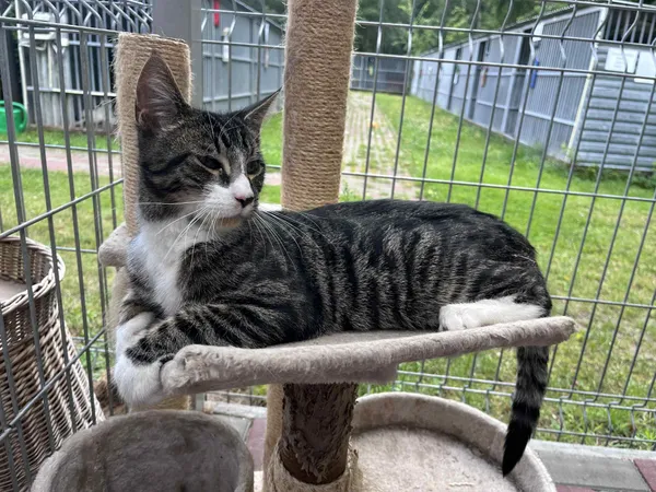 Kot do adopcji, Włocławek, 29 czerwca 2025 (3/5)