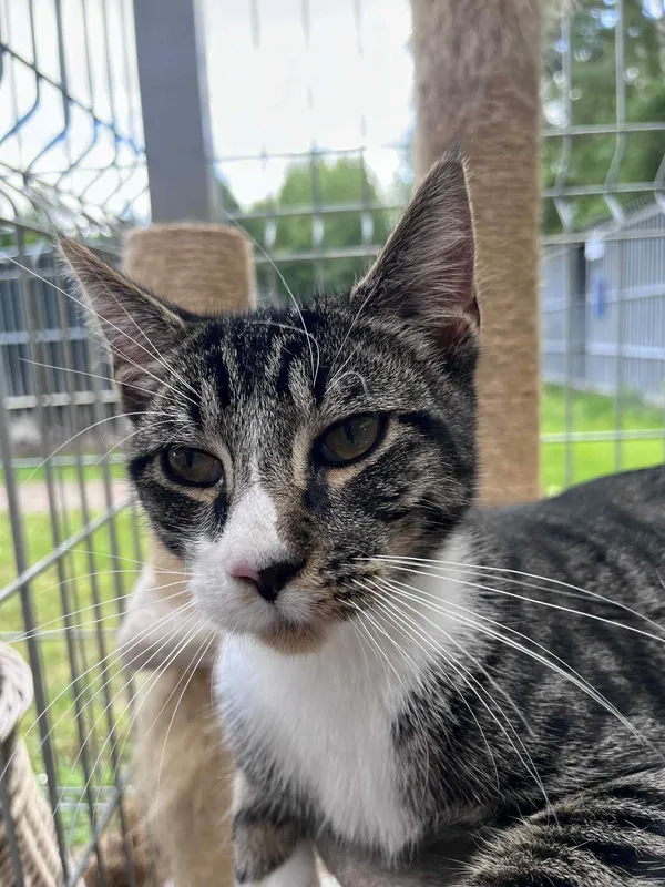 Kot do adopcji, Włocławek, 29 czerwca 2025 (4/5)