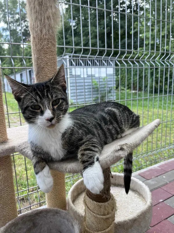 Kot do adopcji, Włocławek, 29 czerwca 2025 (5/5)