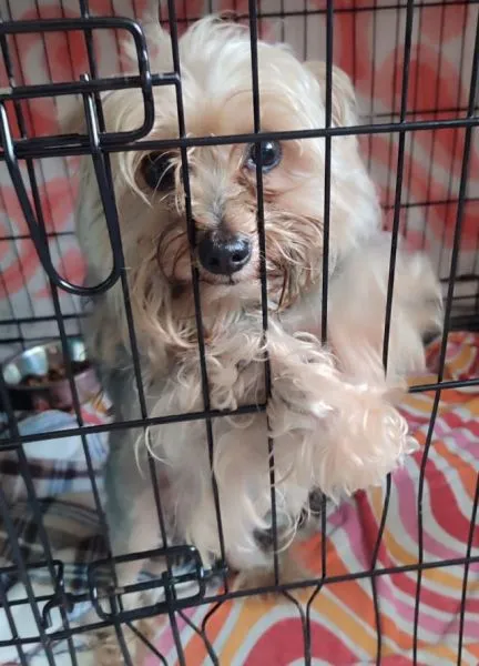 Znaleziono psa, Radom, 28 czerwca 2025