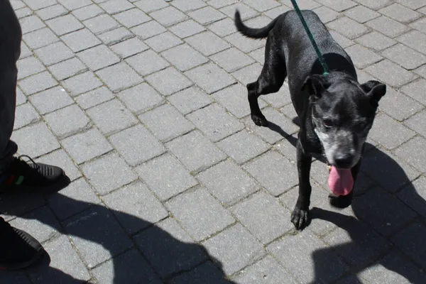 Pies do adopcji, Dębniak, 26 czerwca 2025