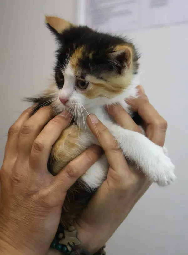 Znaleziono kota, Łódź, 30 czerwca 2025 (2/5)