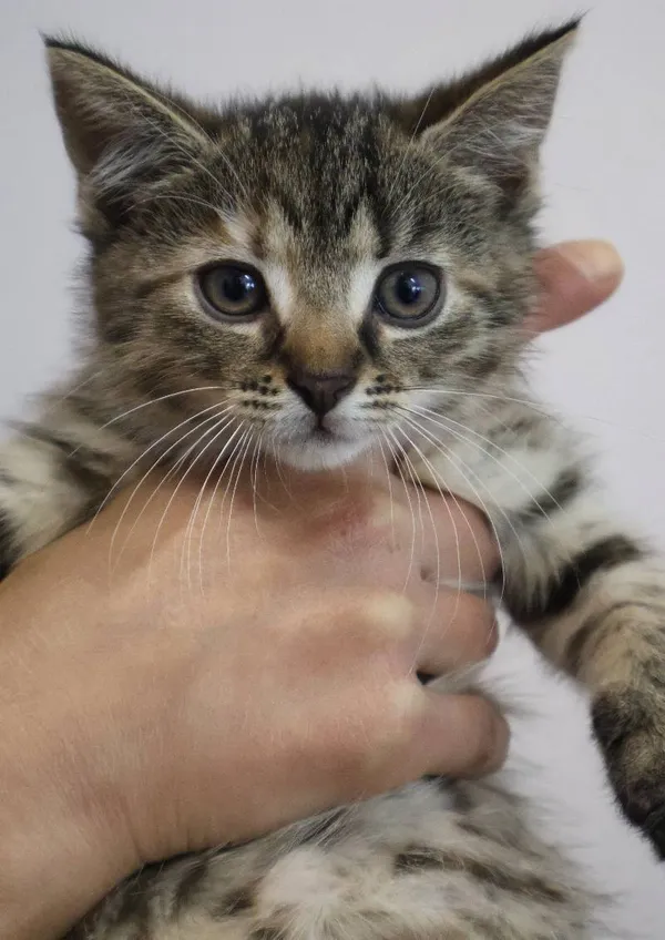 Znaleziono kota, Łódź, 30 czerwca 2025 (1/5)