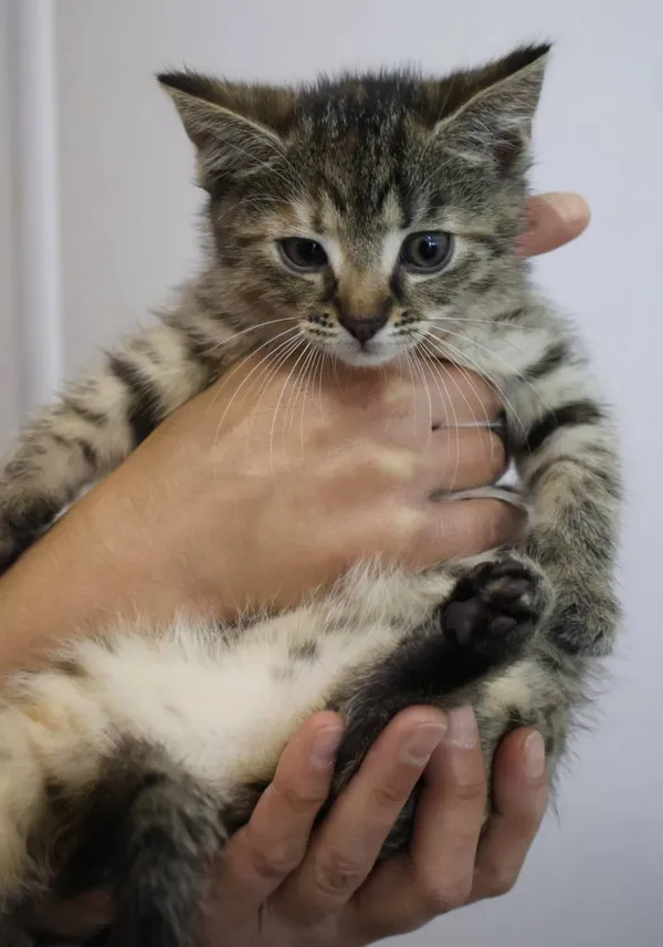 Znaleziono kota, Łódź, 30 czerwca 2025 (2/5)