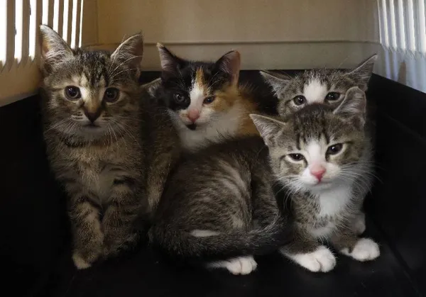 Znaleziono kota, Łódź, 30 czerwca 2025 (4/5)