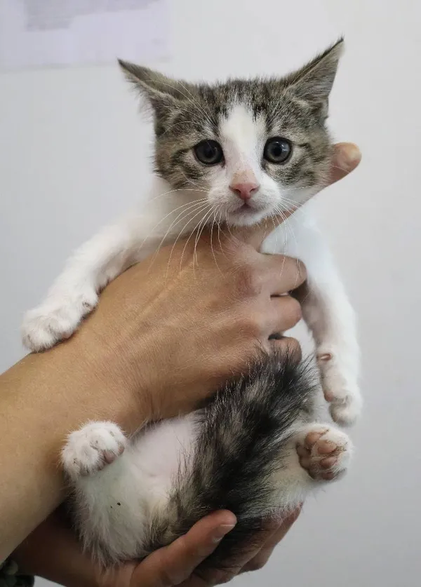 Znaleziono kota, Łódź, 30 czerwca 2025 (1/5)