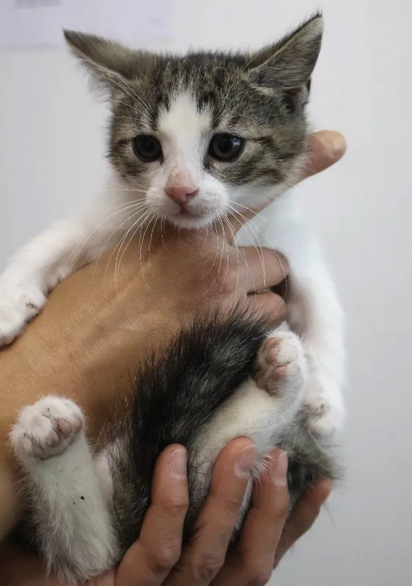 Znaleziono kota, Łódź, 30 czerwca 2025 (3/5)