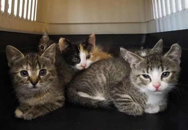 Znaleziono kota, Łódź, 30 czerwca 2025 (4/5)