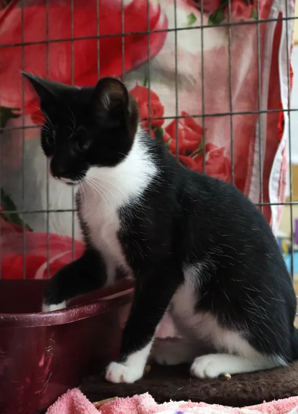 Znaleziono kota, Łódź, 29 czerwca 2025 (5/5)