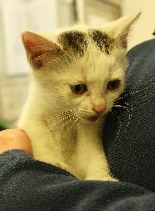 Znaleziono kota, Łódź, 29 czerwca 2025 (3/5)