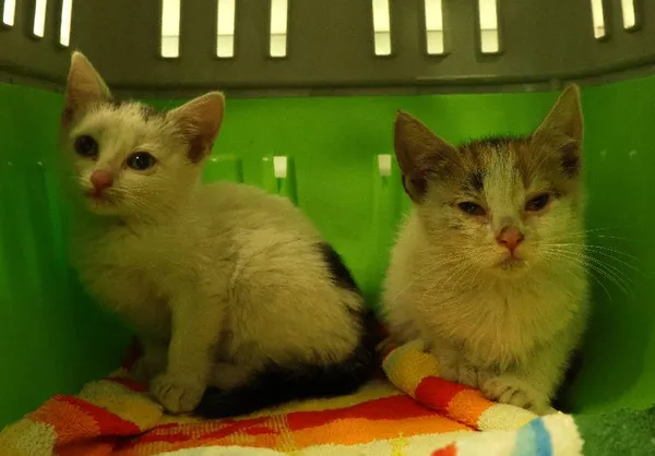 Znaleziono kota, Łódź, 29 czerwca 2025 (5/5)