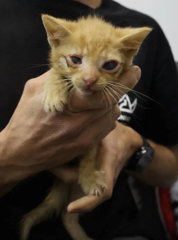 Znaleziono kota, Łódź, 29 czerwca 2025 (1/2)