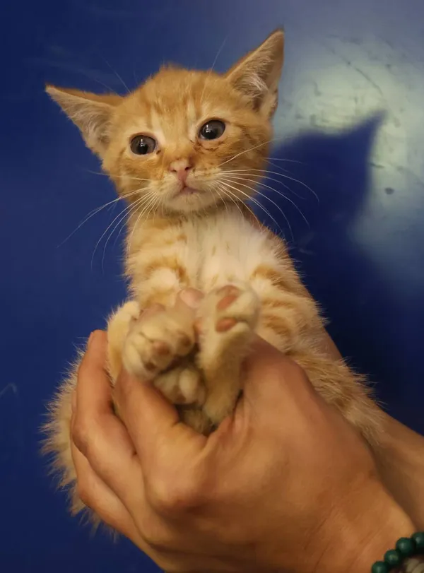 Znaleziono kota, Łódź, 29 czerwca 2025 (2/5)