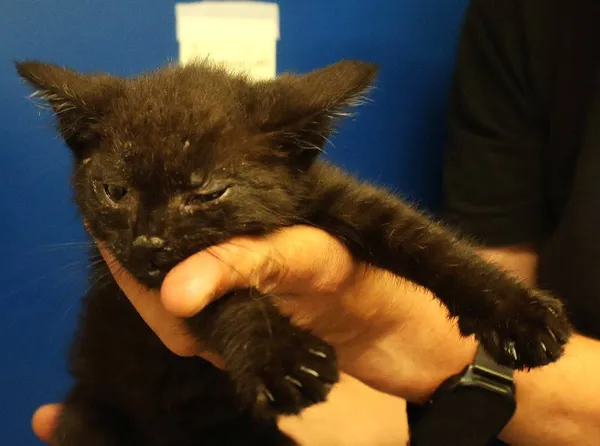 Znaleziono kota, Łódź, 29 czerwca 2025 (1/5)