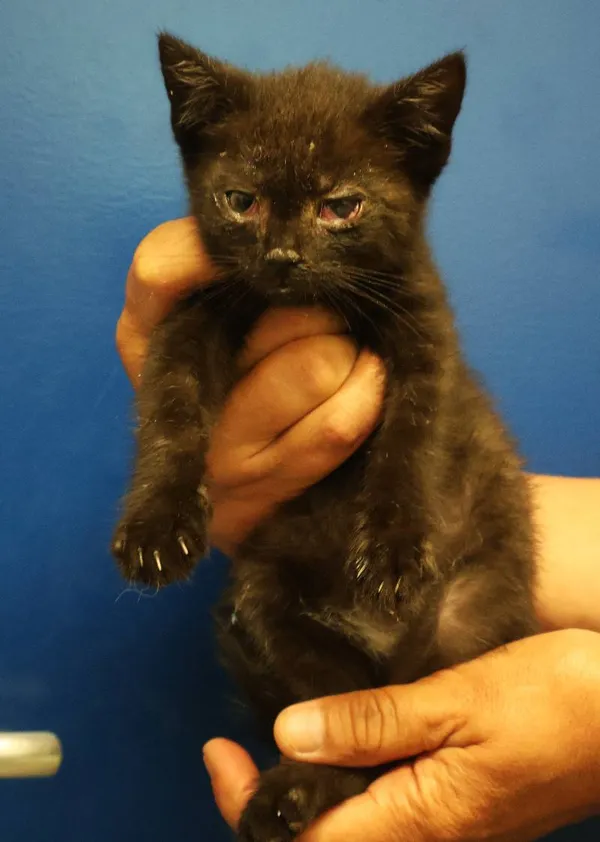 Znaleziono kota, Łódź, 29 czerwca 2025 (3/5)