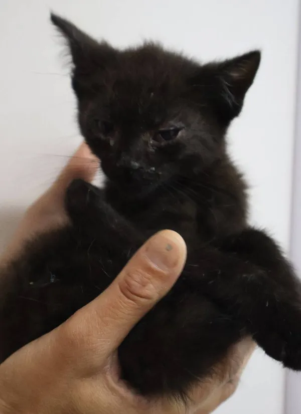 Znaleziono kota, Łódź, 29 czerwca 2025 (4/5)