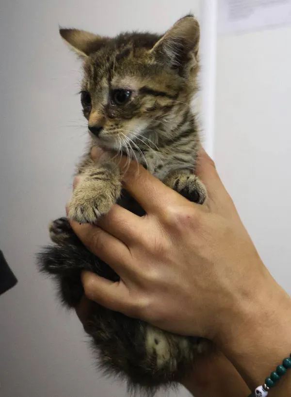 Znaleziono kota, Łódź, 29 czerwca 2025 (1/5)