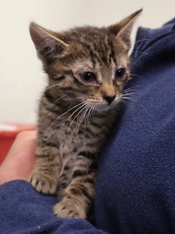 Znaleziono kota, Łódź, 29 czerwca 2025 (2/5)