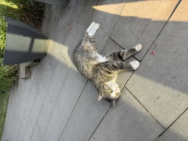 Zaginął kot, Łódź, 29 czerwca 2025