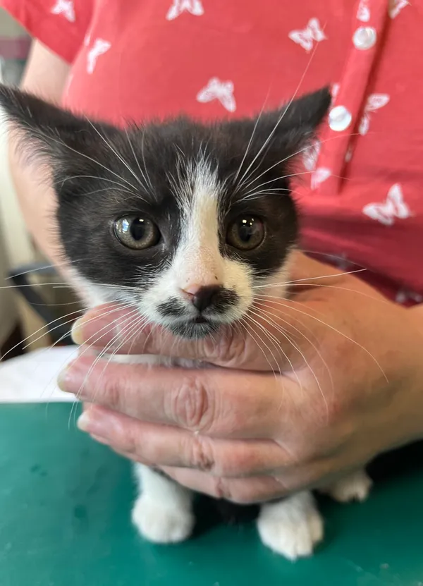 Znaleziono kota, Dobra, 30 czerwca 2025