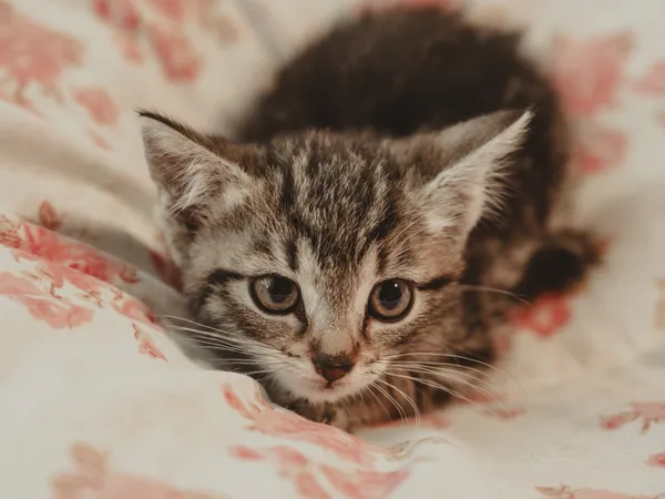 Znaleziono kota, Sosnowiec, 30 czerwca 2025 (1/5)