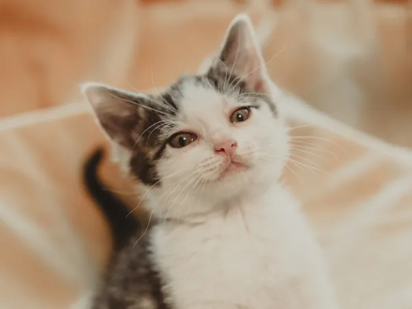 Znaleziono kota, Sosnowiec, 30 czerwca 2025 (3/5)