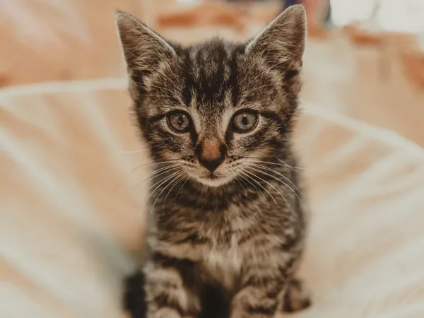 Znaleziono kota, Sosnowiec, 30 czerwca 2025 (4/5)