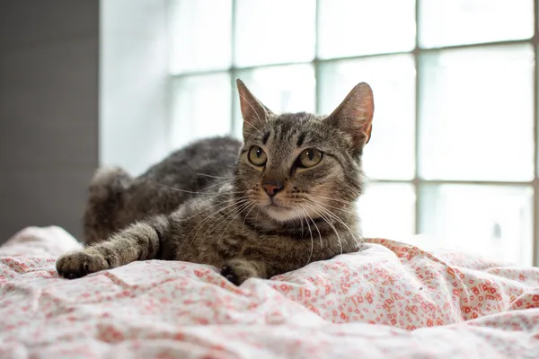 Znaleziono kota, Sosnowiec, 30 czerwca 2025 (1/5)