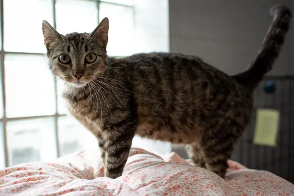 Znaleziono kota, Sosnowiec, 30 czerwca 2025 (5/5)