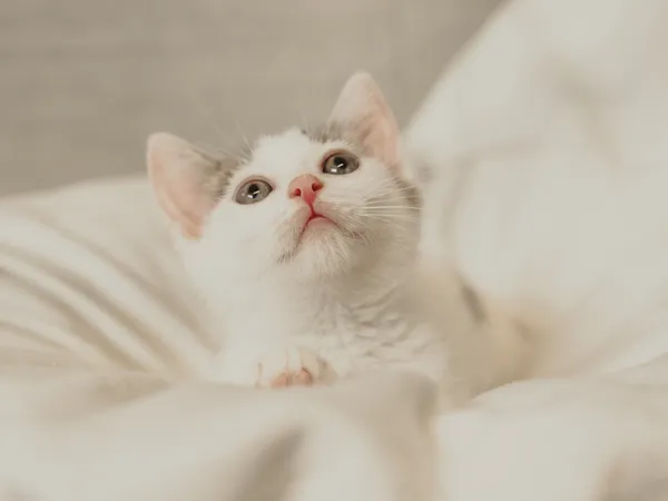 Znaleziono kota, Sosnowiec, 10 maja 2025 (1/5)