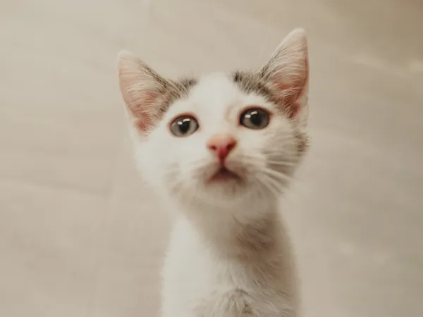 Znaleziono kota, Sosnowiec, 10 maja 2025 (2/5)