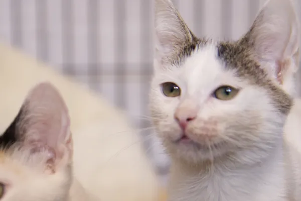 Znaleziono kota, Sosnowiec, 10 maja 2025 (5/5)