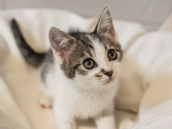 Znaleziono kota, Sosnowiec, 10 maja 2025 (2/5)