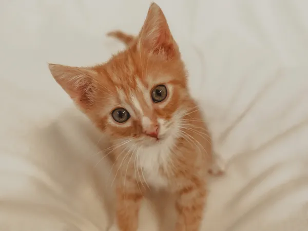 Znaleziono kota, Sosnowiec, 10 maja 2025 (1/5)