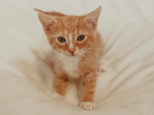 Znaleziono kota, Sosnowiec, 10 maja 2025 (2/5)