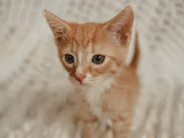 Znaleziono kota, Sosnowiec, 10 maja 2025 (3/5)