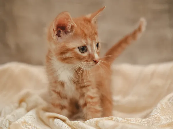 Znaleziono kota, Sosnowiec, 10 maja 2025 (4/5)