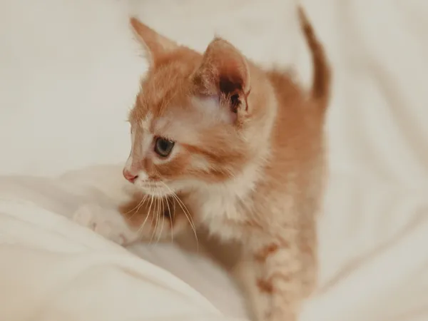 Znaleziono kota, Sosnowiec, 10 maja 2025 (5/5)